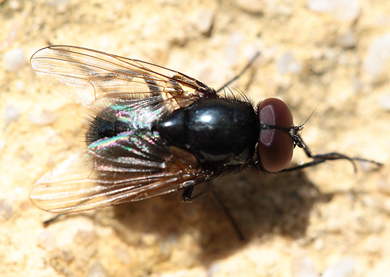 Hydrotaea ignava ♂ (Muscidae)